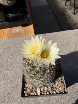 Coryphantha spec.
